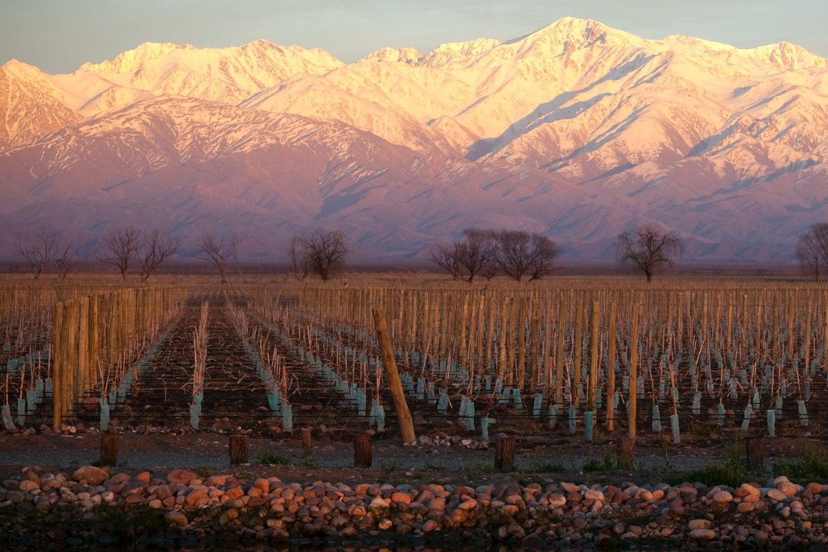 Argentina: nella diversità genetica il futuro del vino?