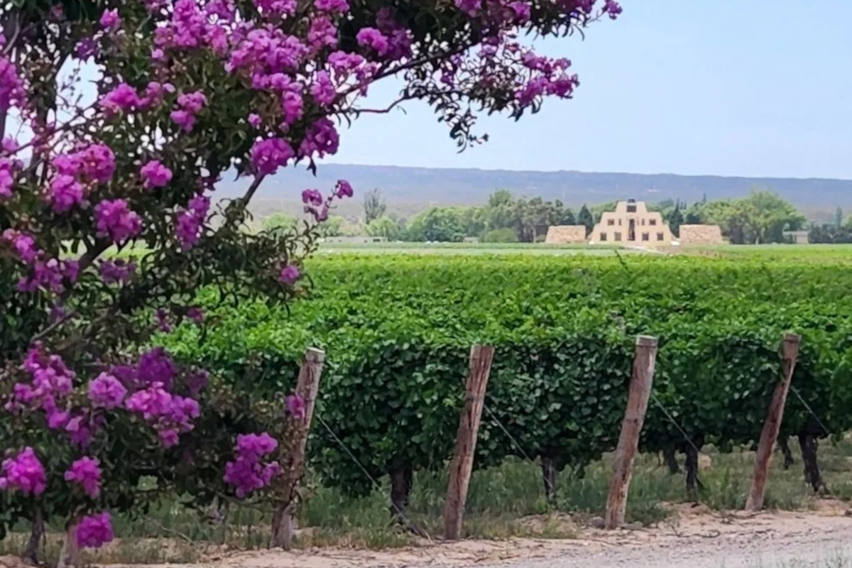 Argentina: nella diversità genetica il futuro del vino?