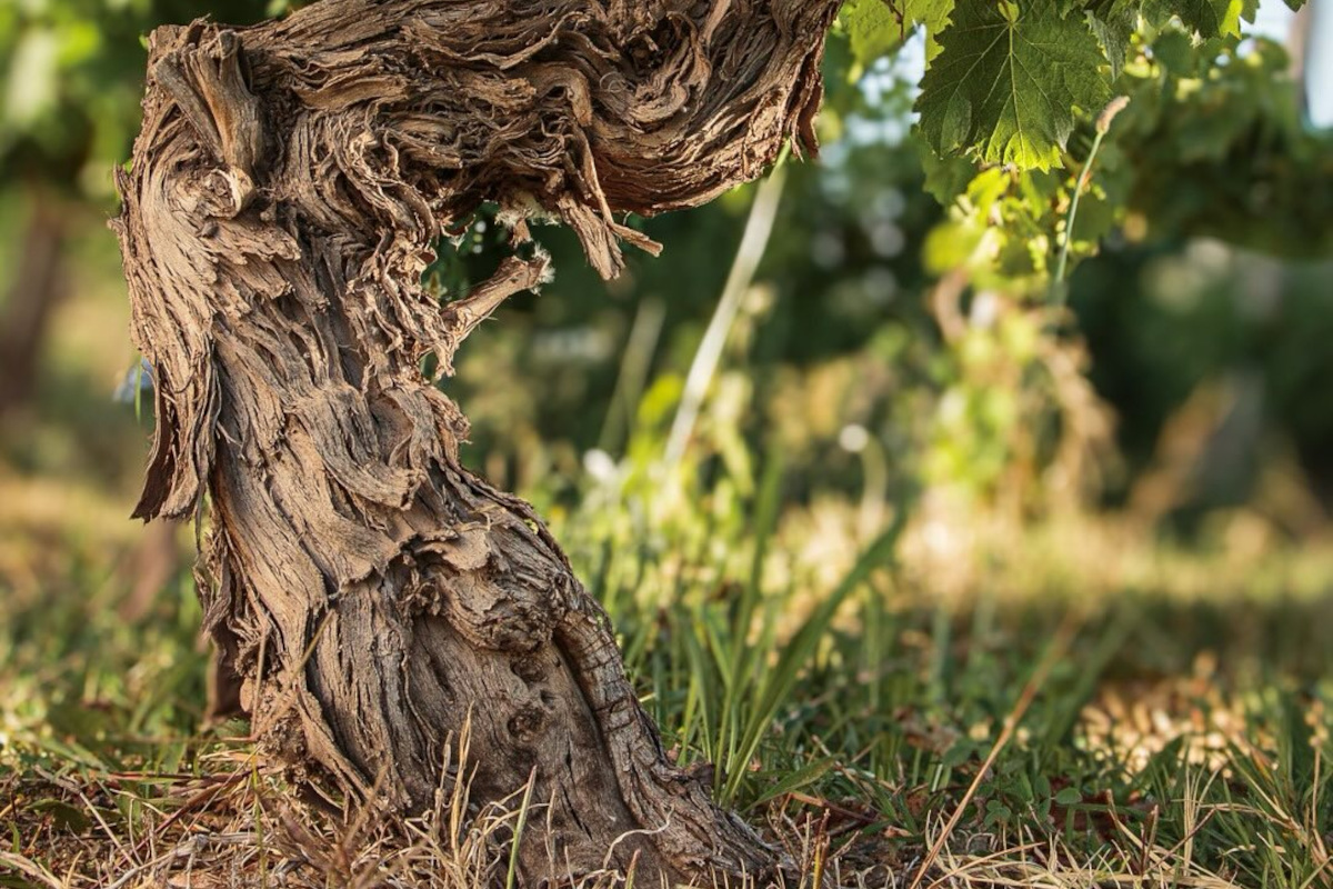 Argentina: nella diversità genetica il futuro del vino?