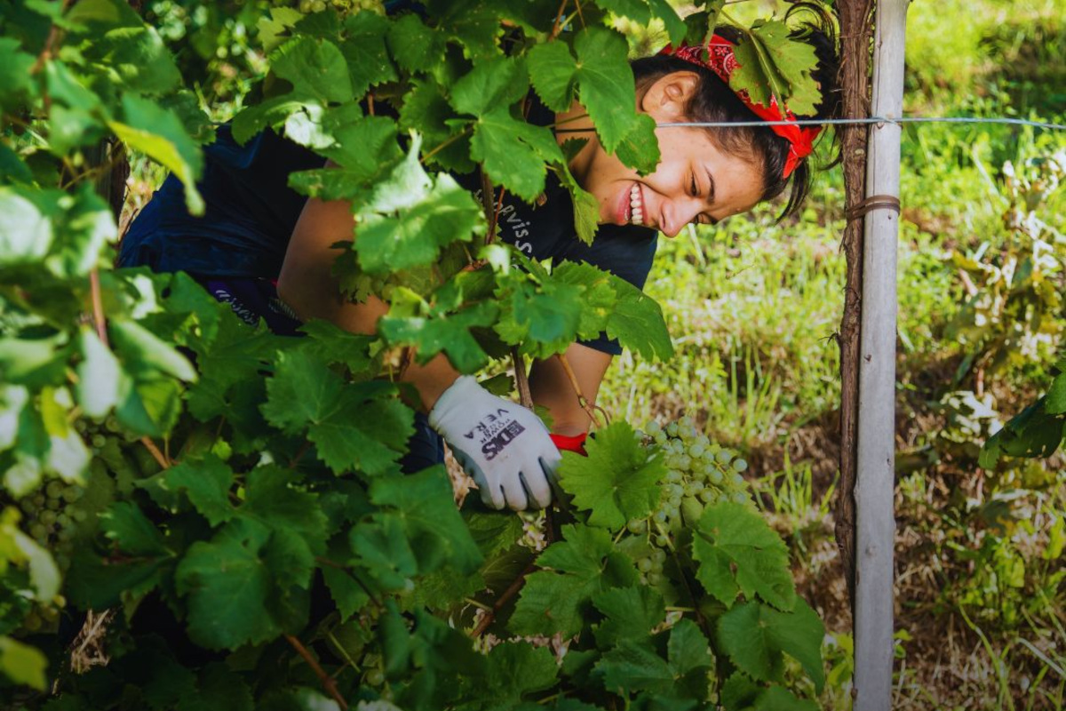 Si &egrave; chiusa a ottobre inoltrato la vendemmia 2024 per la denominazione Conegliano Valdobbiadene Prosecco Docg Conegliano Valdobbiadene Prosecco Docg chiusa la vendemmia 2024