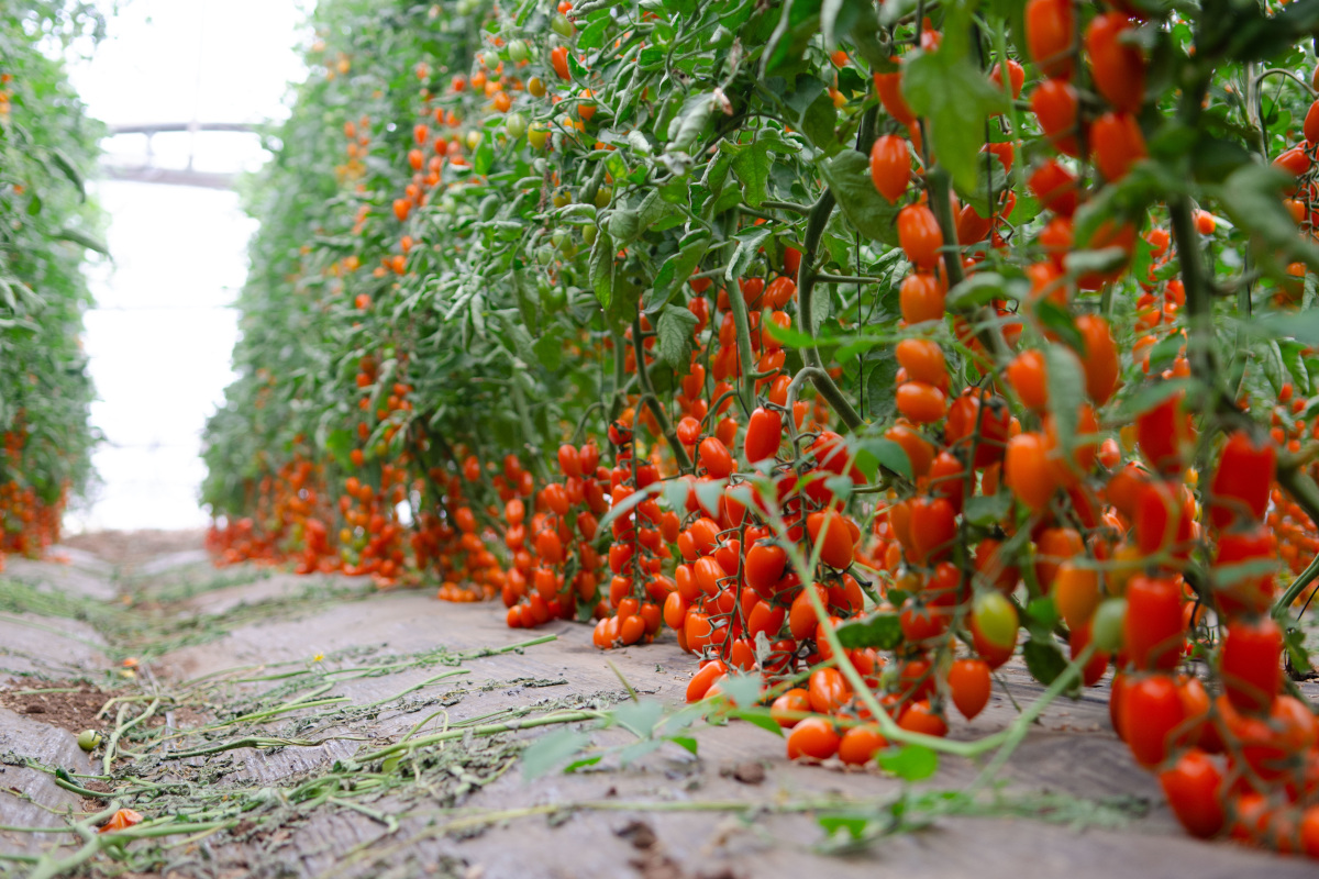 Il pomodoro italiano tra tradizione, innovazione e sfide per il futuro