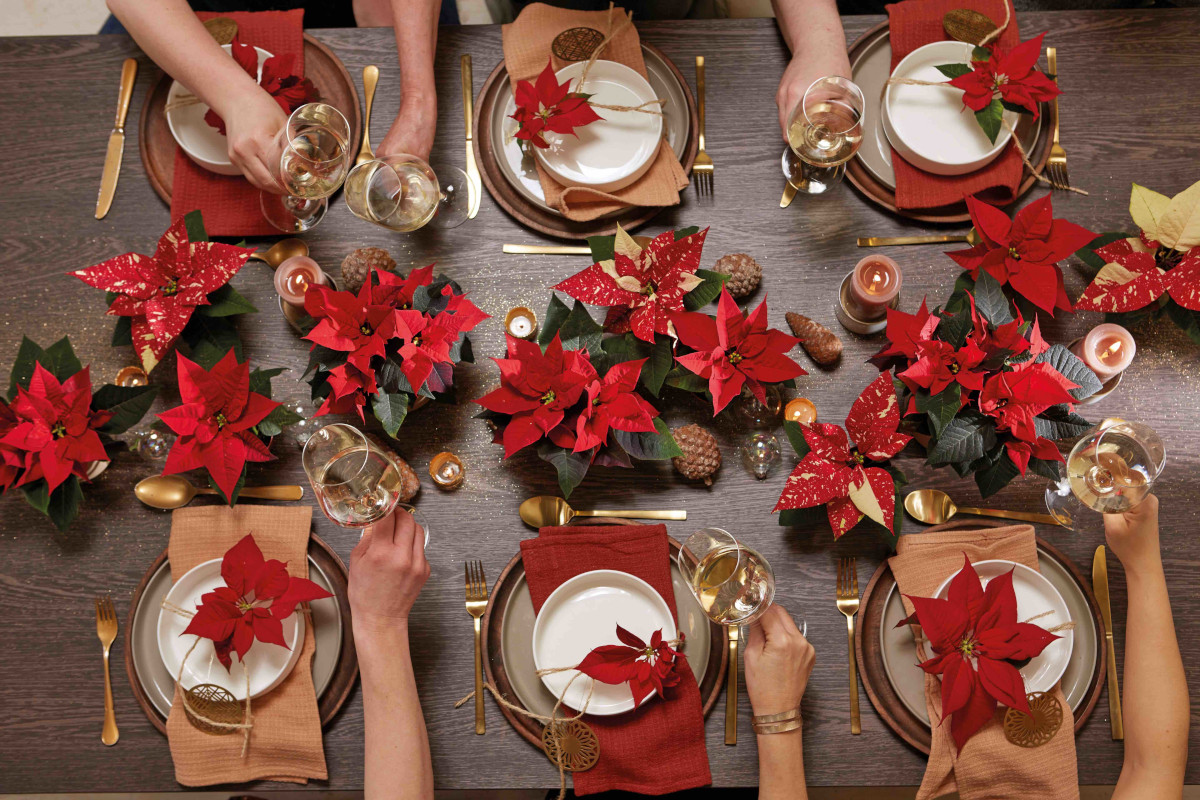 Stella di Natale, il gran ritorno che scalda gli ambienti: idee scenografiche per hotel e ristoranti