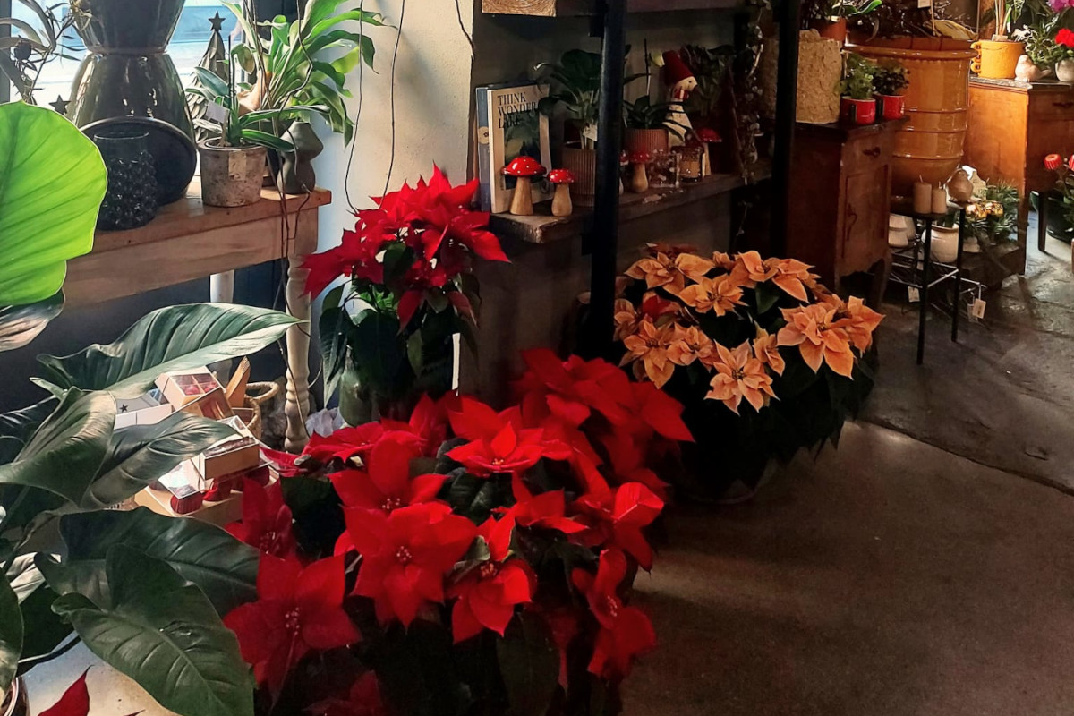 Stella di Natale, il gran ritorno che scalda gli ambienti: idee scenografiche per hotel e ristoranti