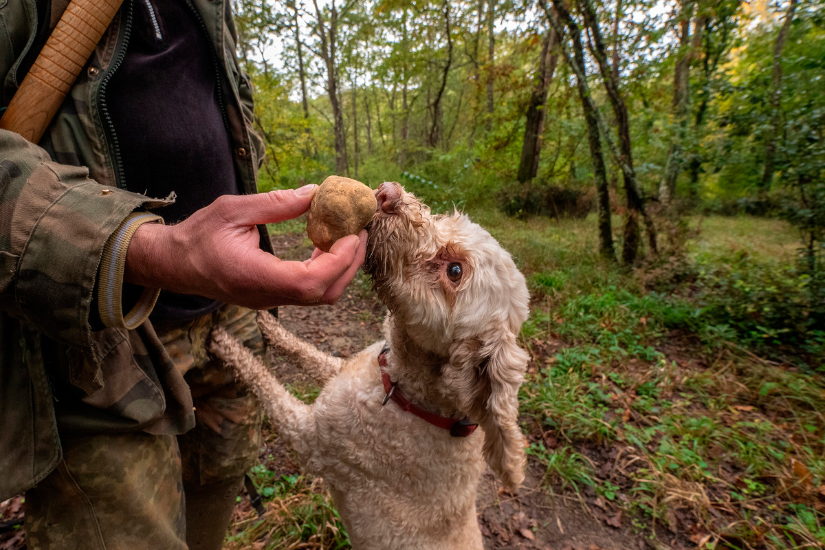 Presentata la nuova edizione del Tartufo bianco di Acqualagna 