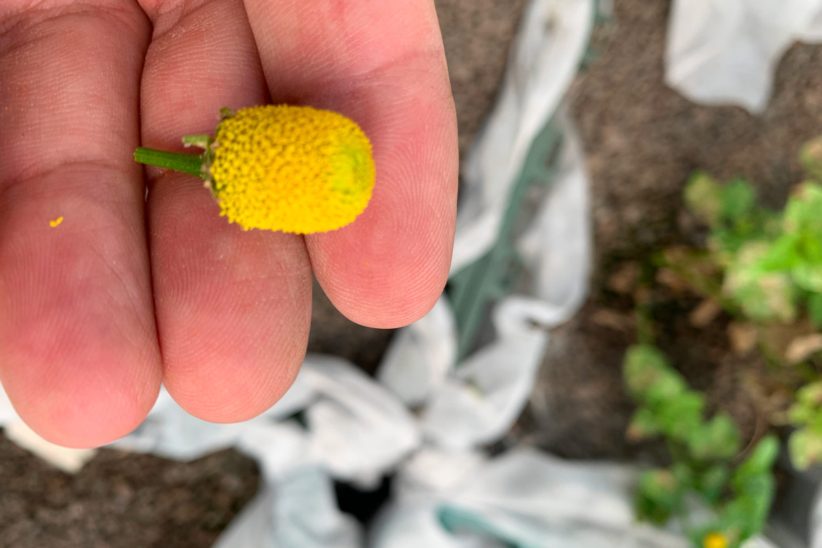 Fiore elettrico è uno dei tanti nomi dell’Acmella Oleracea, una pianta commestibile conosciuta, utilizzata in cucina (Foto Credit: Sergio Ciriaco) Cocktail con la scossa elettrica- da finire