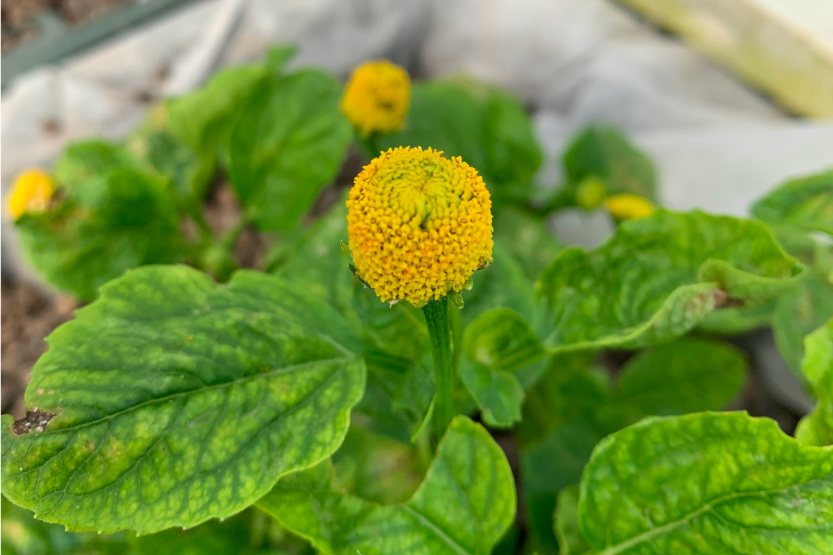 Il fiore dal colore giallo ha un bell’aspetto e può essere appoggiato al bicchiere con una mollettina, oppure accompagnato al cocktail su un piattino (Foto Credit: Sergio Ciriaco) Cocktail con la scossa elettrica- da finire