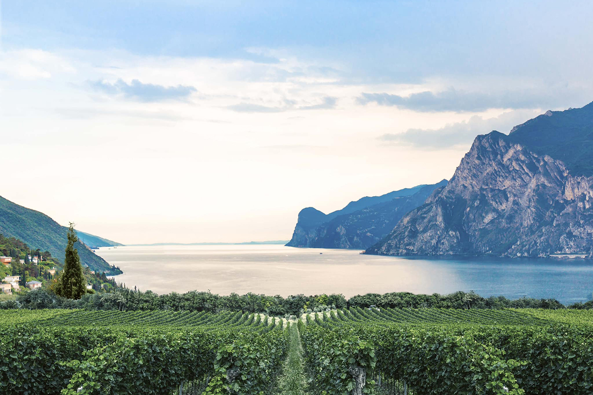 I vigneti del Garda Classico Doc. Foto: Facebook Chiari, freschi e dolci… vini! Viaggio tra le Doc del Lago di Garda