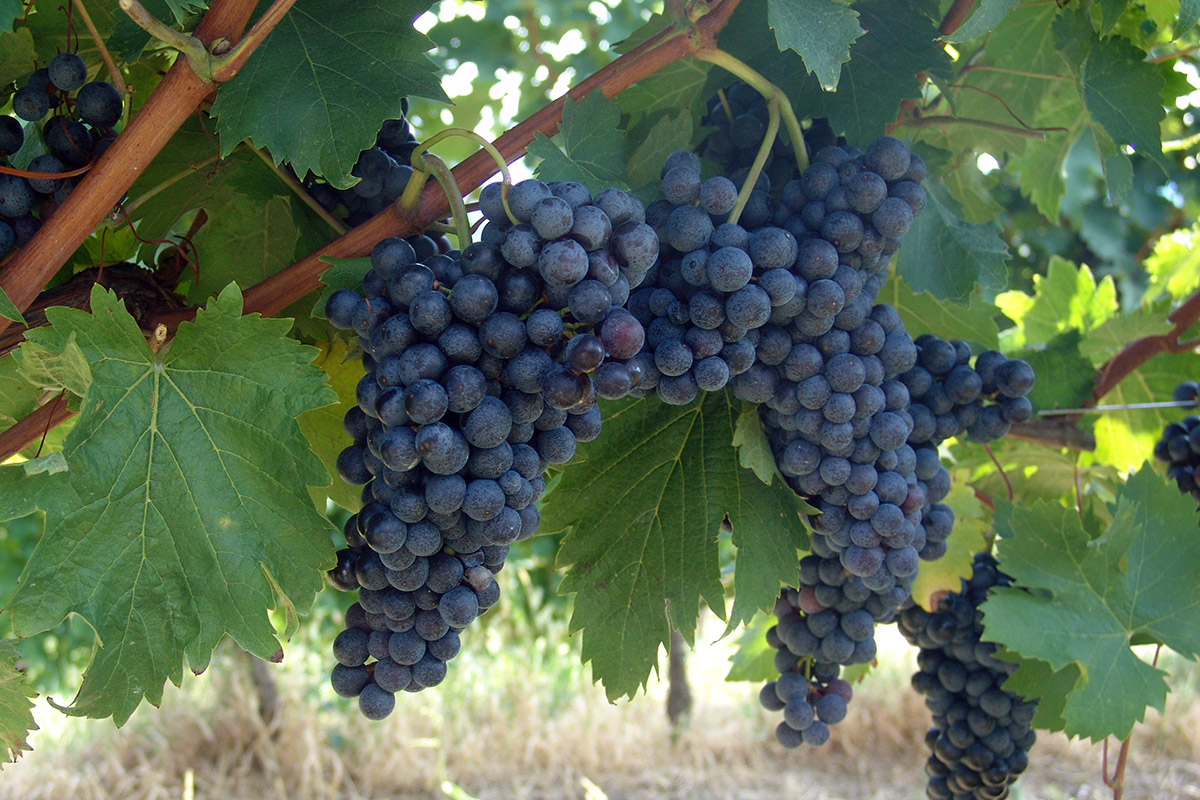 Grappoli di Pignolo Alla scoperta del Friuli Venezia Giulia, dai colli fino a Trieste