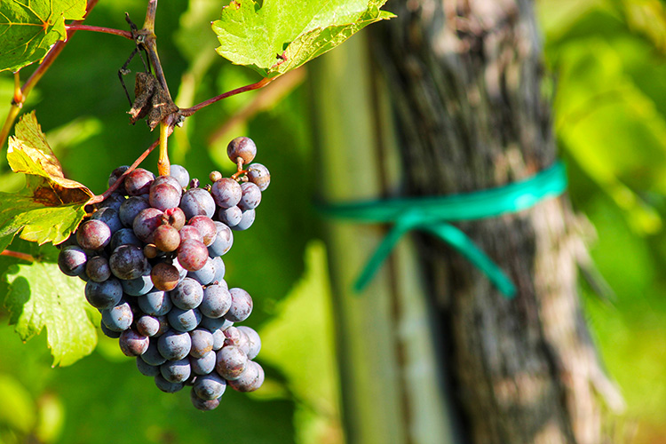 Valorizzare l’Oltrepò PaveseDistretto Enoagroalimentare