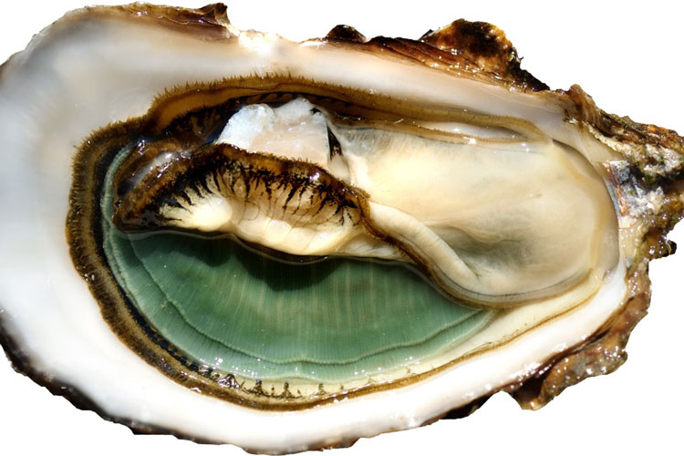 (I Love Ostrica, all&rsquo;Enoteca CastellettiMasterclass sui cru di Marennes-Ol&eacute;ron)