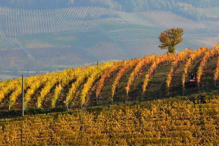 Negli ultimi 5 anni nella provincia di Asti gli arrivi sono aumentati del +28% e le presenze del +15% - La reputazione della Barbera d&rsquo;Asti tra territorio, turismo e sostenibilit&agrave;