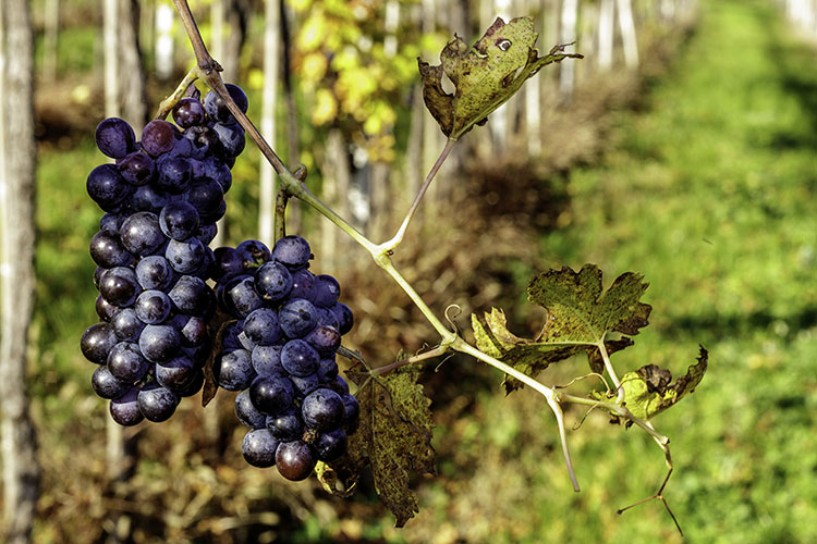 La sfida della Valpolicella al Covid: si punta alla Gdo e al web