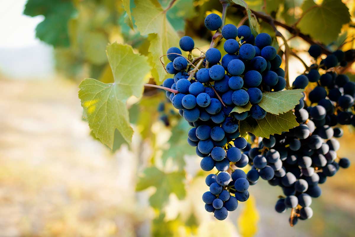 Langhe, terra di grandi vini apprezzati in tutto il mondo