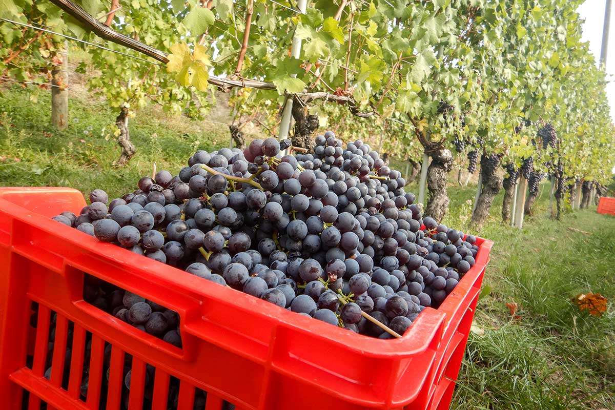 Langhe, terra di grandi vini apprezzati in tutto il mondo