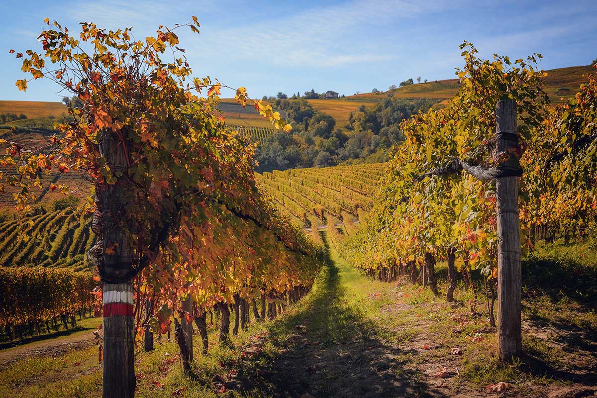 Langhe, terra di grandi vini apprezzati in tutto il mondo