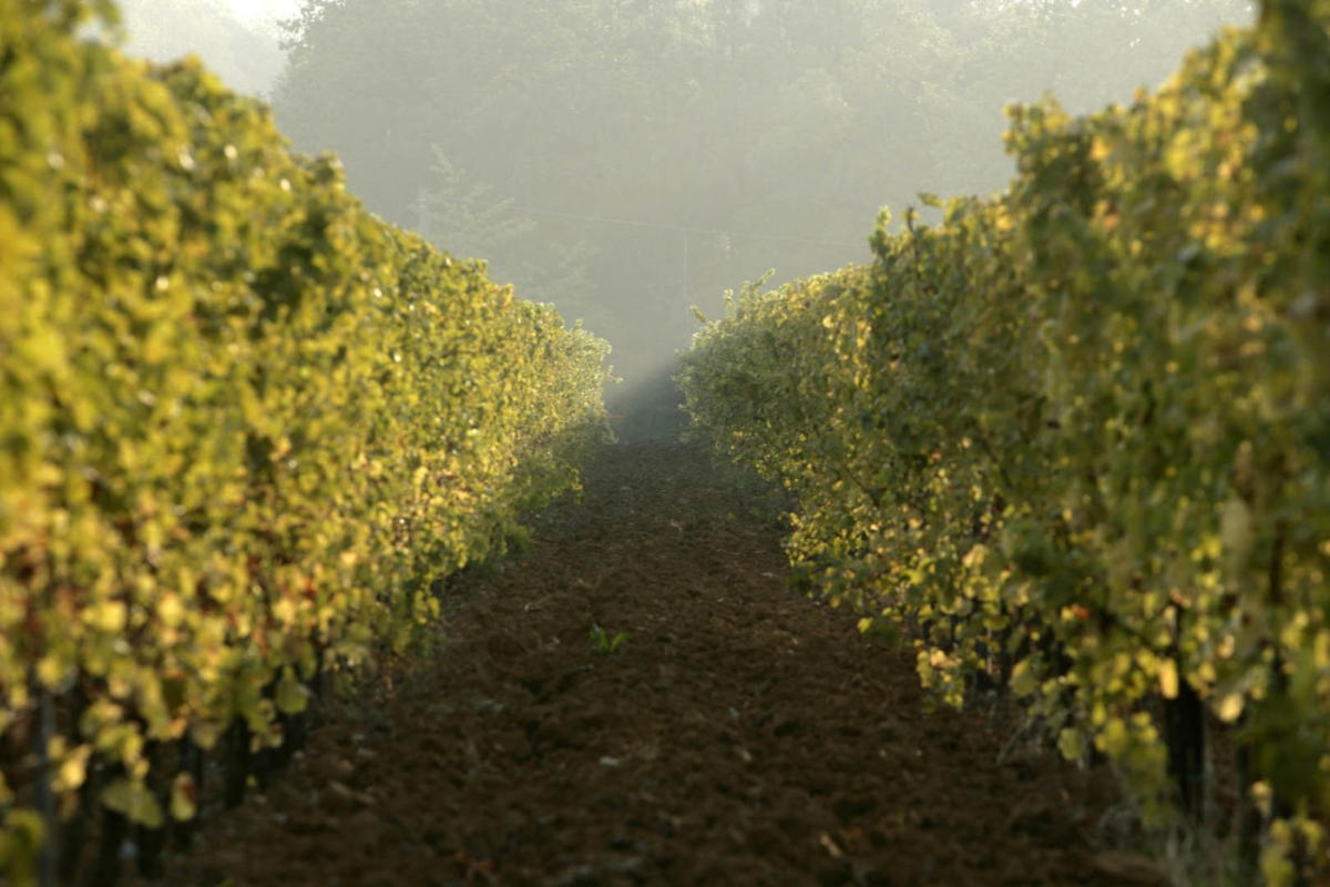 Intervista a Chiara Soldati: «il vino italiano ha un futuro, ma serve coraggio» Intervista a Chiara Soldati: «il vino italiano ha un futuro, ma serve coraggio»