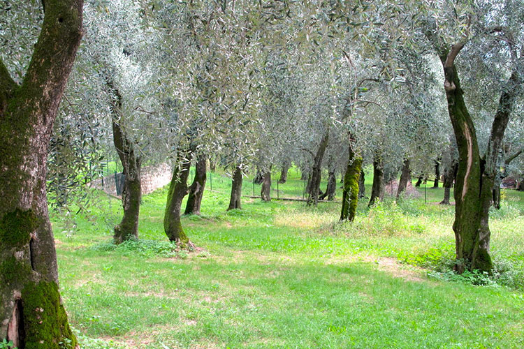 (I luoghi dell'olio Dop del Garda Un itinerario tra gusto e tradizione)