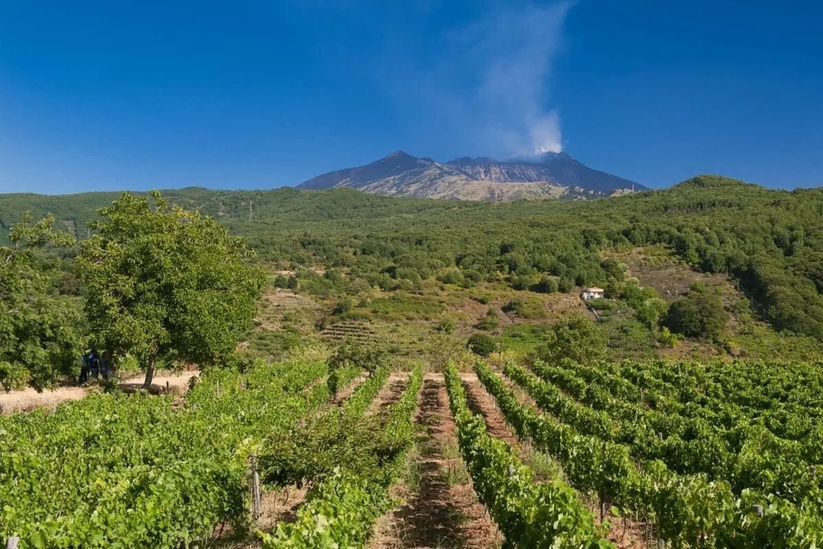 L'Etna studia da fine wine, ma «fugga dalle mode e cresca in qualità media»