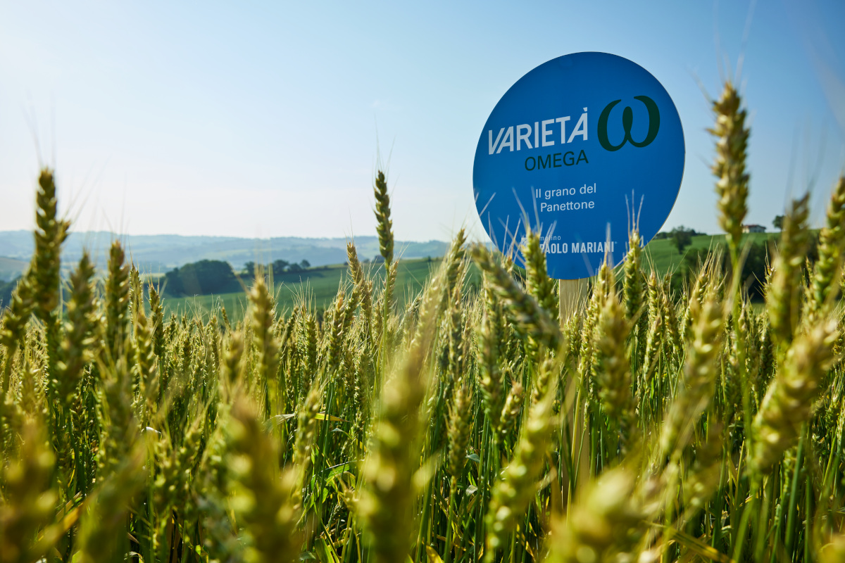 Monocultivar Molino Paolo Mariani: farine italiane dal campo al forno 