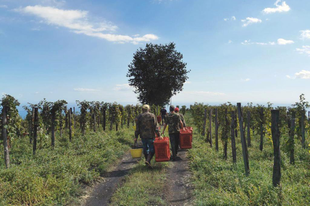 I vigneti di Mandrarossa. Foto: Facebook 