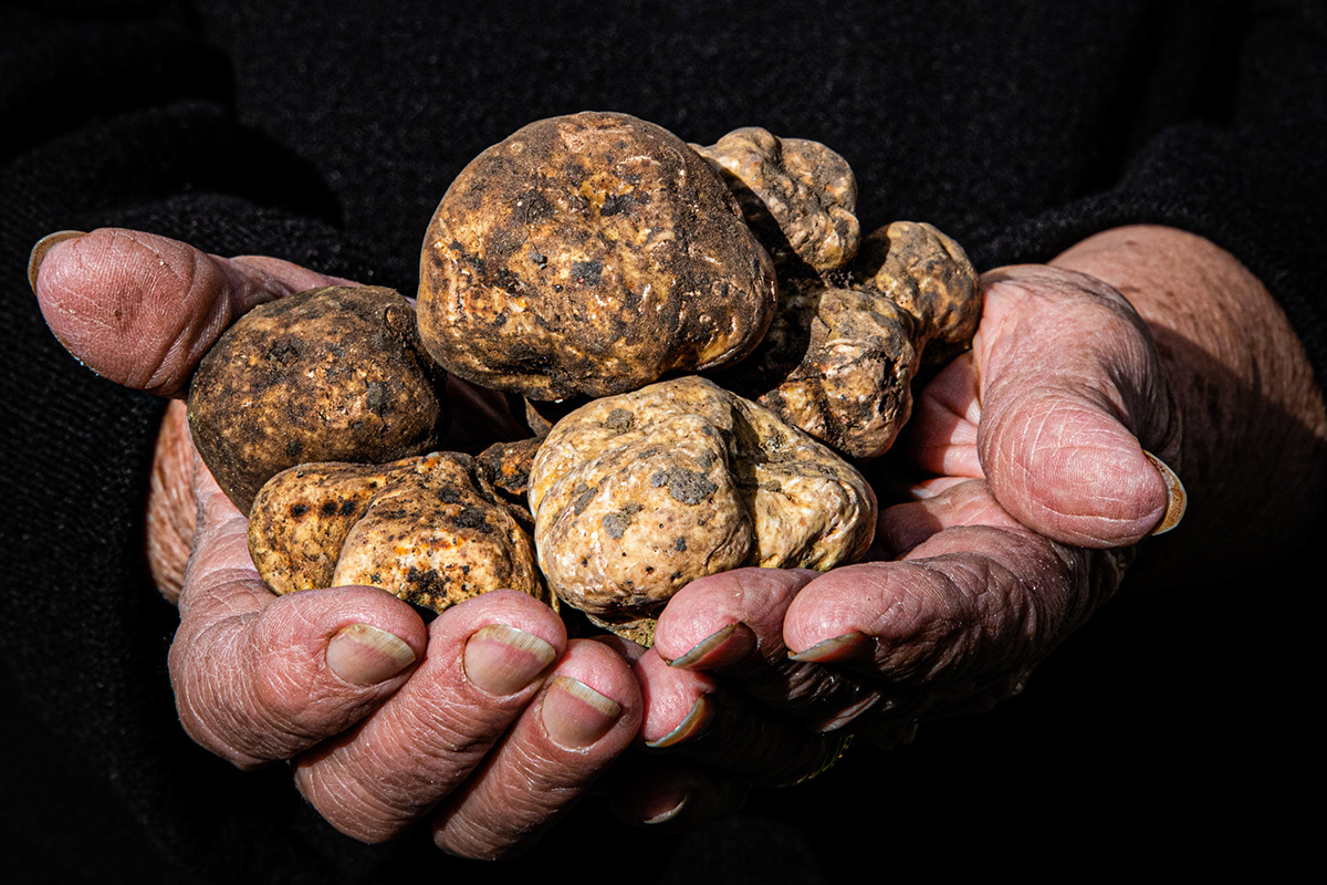 Il tartufo protagonista di momenti gastronomico-turistici in Italia centraleFoto Vittoria Di Vitto Tartufo in presa diretta, dalla cerca alla tavola