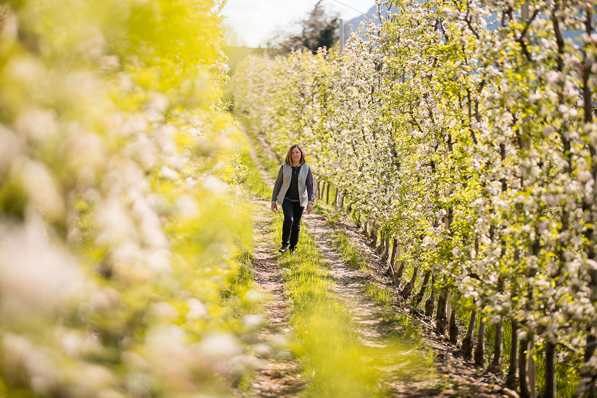 Bauer Blüte. Foto: F.Andergassen In Alto Adige tra le fioriture dei meleti in Primavera