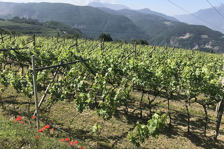 Vigneti (Mezzacorona, nasce Musivumlinea di vini che esalta il territtorio)