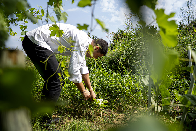 Cinque ravanelli per l&rsquo;uso creativo degli ingredienti di stagione - Ingredienti di stagione in cucina Spicca la Madernassa di Mammoliti
