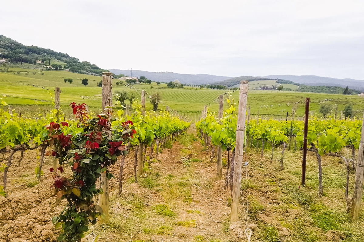 vigneti a Montalcino Bunello, con le super annate è record di vendite e prezzo