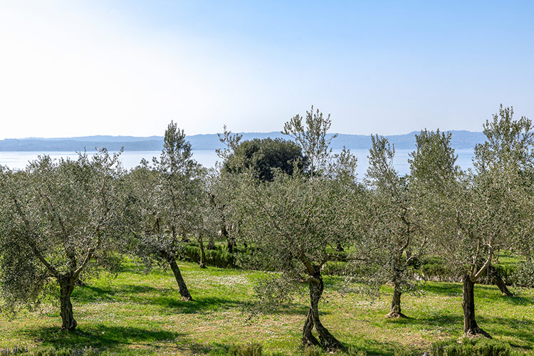 L’Oleoturismo in Lombardia Una leva per la ripartenza