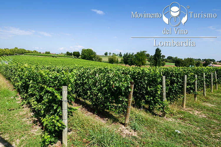 Mtv Lombardia non si ferma Un questionario per i wine lovers Mtv Lombardia non si ferma Un questionario per i wine lovers