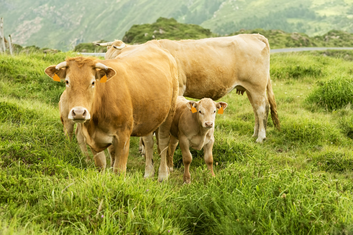 L’alimentazione a erba, i grandi spazi e la cura verso gli animali, si ritrovano nei sapori delle carni delle vacche di Galizia La carne l’importanza del territorio di origine