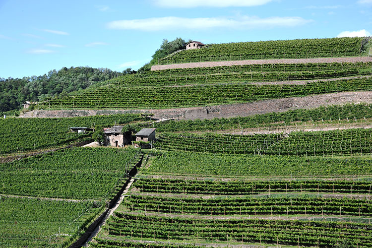 Müller Thurgau Castel Firmian Vino eroico dall’anima trentina