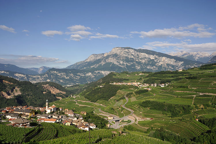 Müller Thurgau Castel Firmian Vino eroico dall’anima trentina