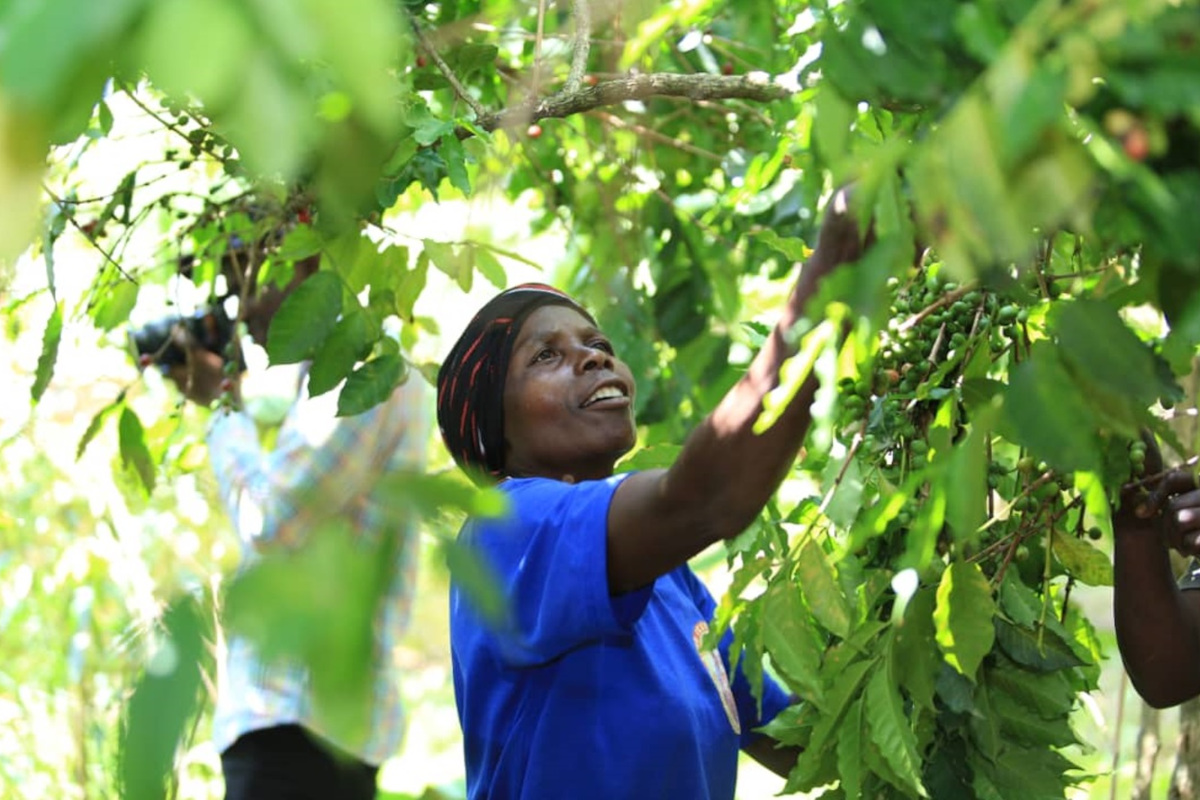 Nzatu lancia il caffè Njuki: dall’Uganda a Parma, filiera etica e sostenibile