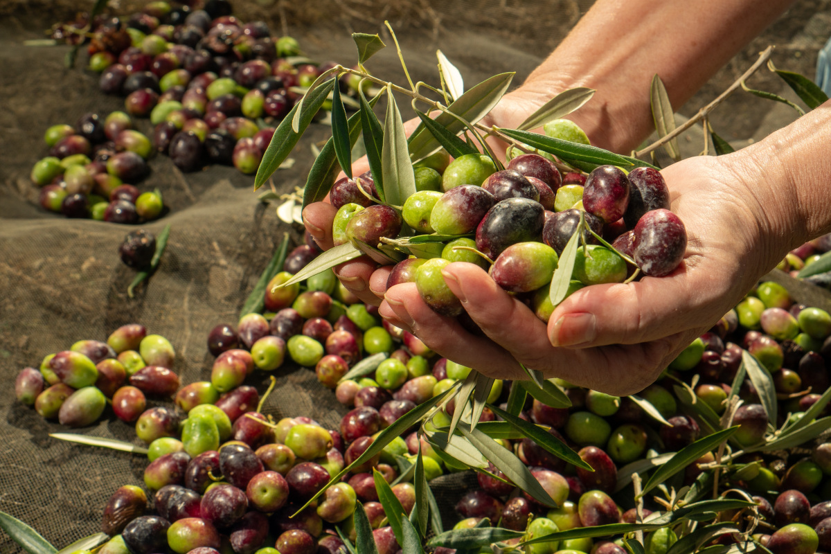 Olio di oliva, allarme frodi: l'Italia è al primo posto in Europa