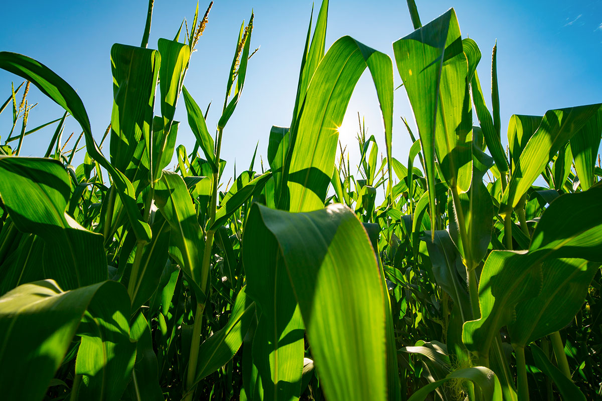 Ogm come strumento per la strategia Farm to Fork? La Ue ci pensa Ogm e biotecnologie a favore dellasostenibilità: il piano della Ue