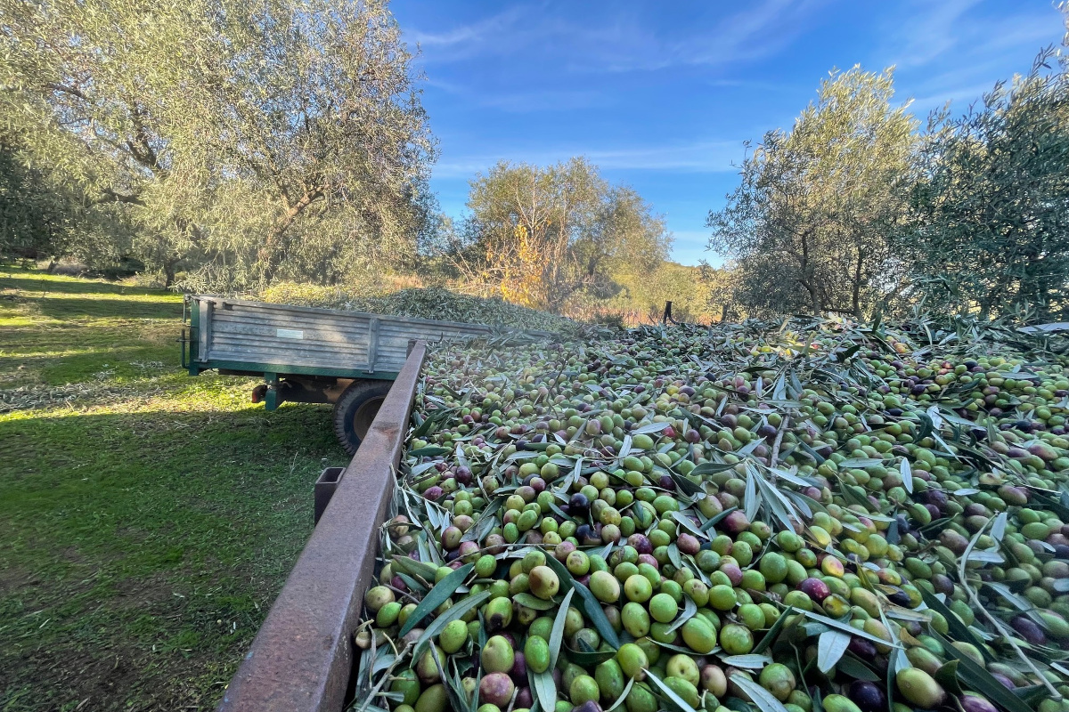 Azienda agricola Olivi Piredda, la raccolta delle Olive Olivi Piredda: dal 1971 una produzione di qualità e sostenibile