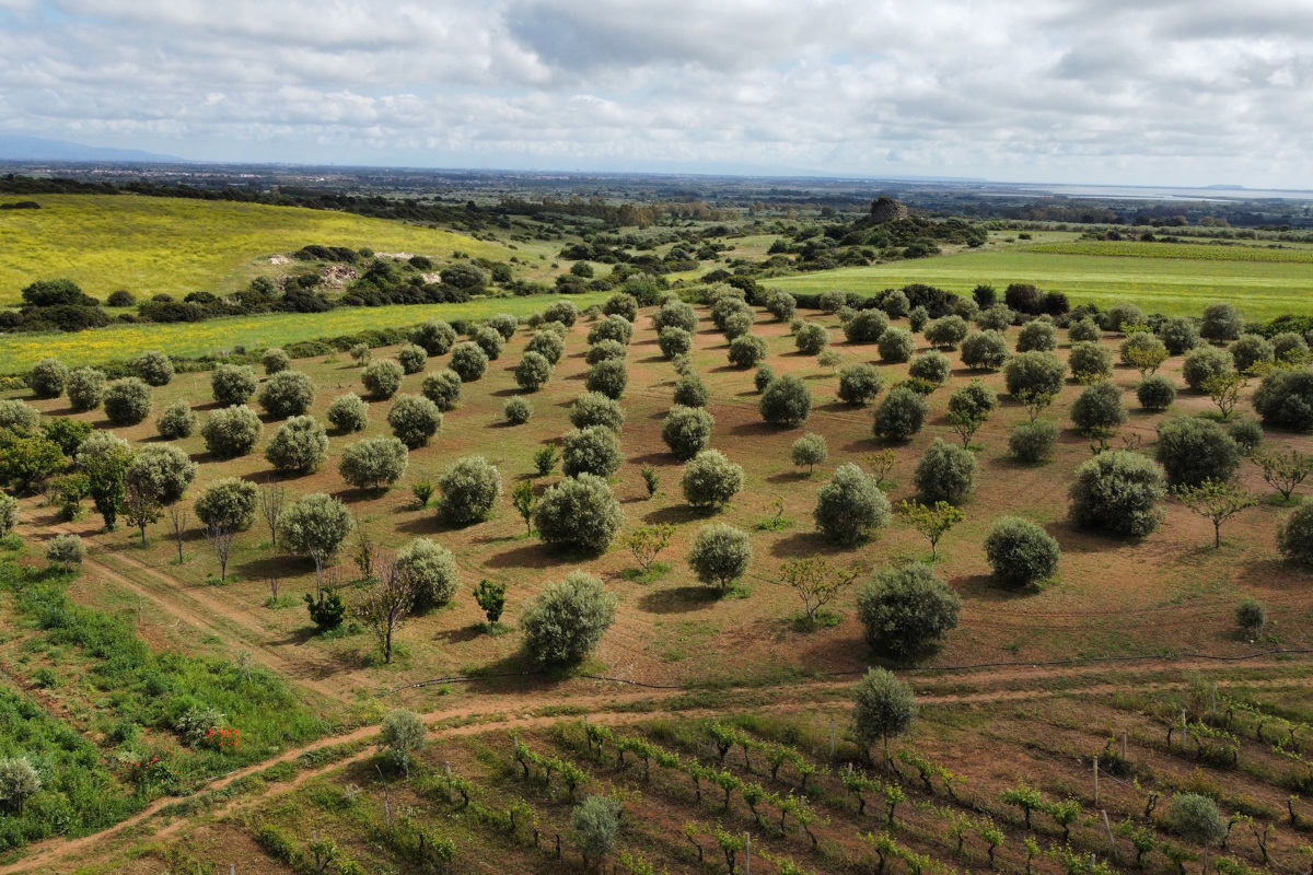 L'azienda Olivi Piredda Olivi Piredda: dal 1971 una produzione di qualità e sostenibile