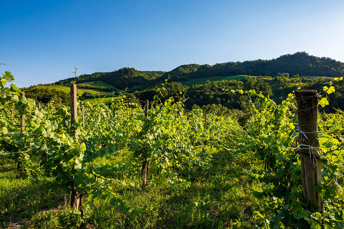 Oltrepò Pavese Mosaico di uve, terra e uomini