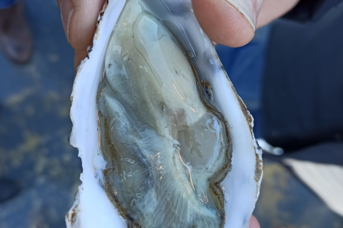 Da Cattel ecco l’ostrica Clo’ della laguna veneta