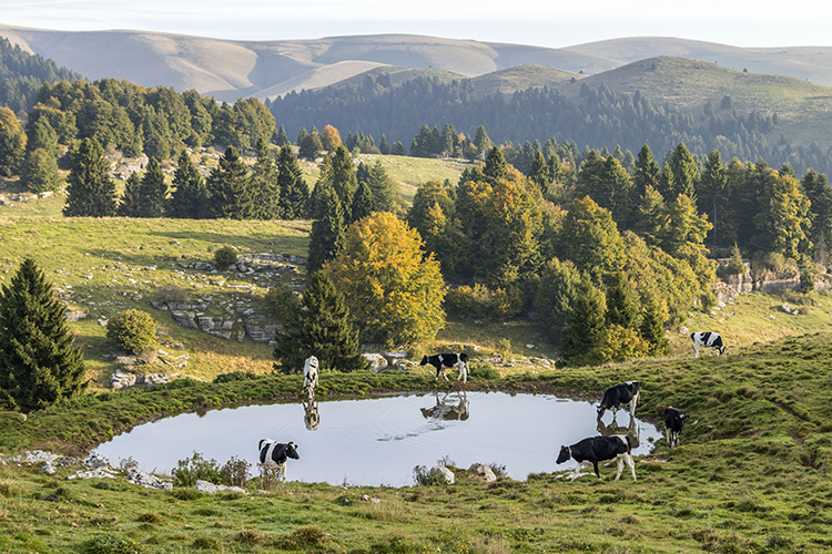 Il Progetto "Alti Pascoli della Lessinia" per l'ingresso nel Registro dei Paesaggi Rurali - Paesaggi rurali storici, la Lessinia prepara un dossier per farne parte