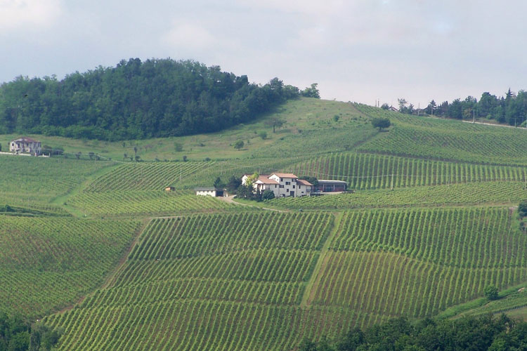 L'azienda immersa nei vigneti - La Piotta, dai vigneti d’inizi ‘900 le etichette del parallelo del vino