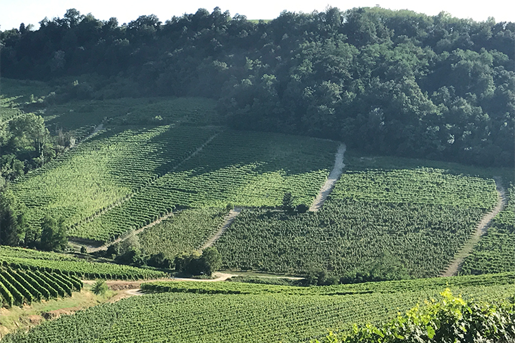 Prunotto, inaugurata la nuova cantina Antinori festeggia 50 anni di Barolo Bussia