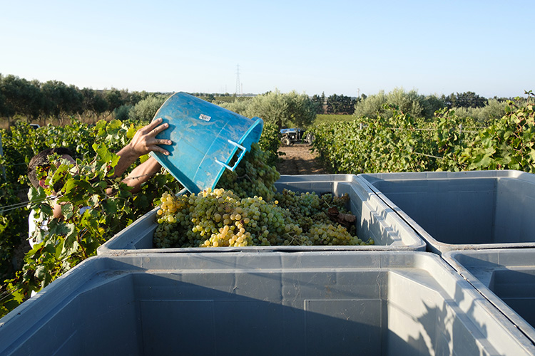Vendemmia Ramaddini: la raccota di uve a bacca bianca Nuovi riconoscimenti per Al Hamen