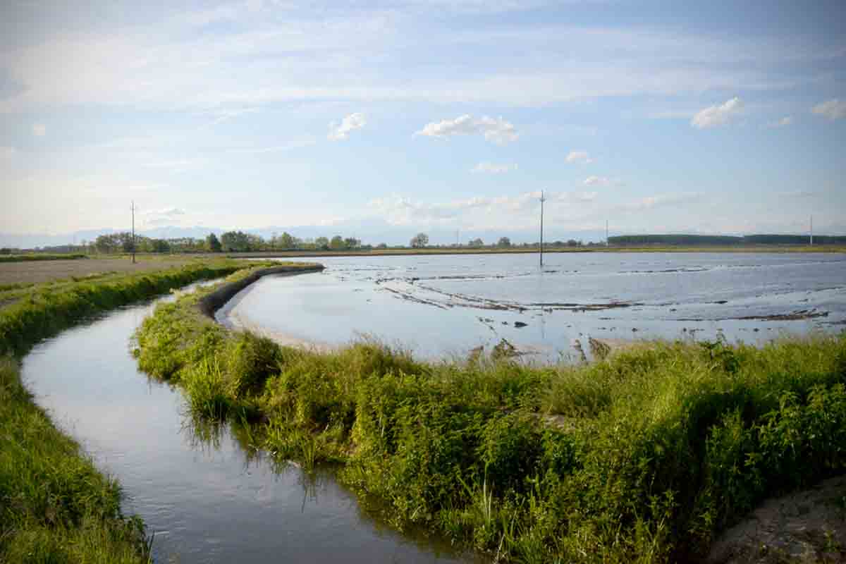 La terra delle risaie Alla scoperta della Lomellina, la terra delle risaie vicino a Milano