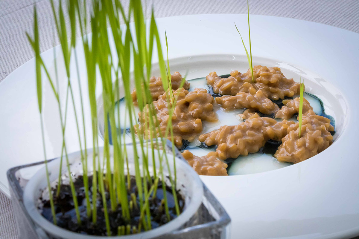 Riso in risaia - foto Giuseppe Geppo Di Mauro Riso in risaia