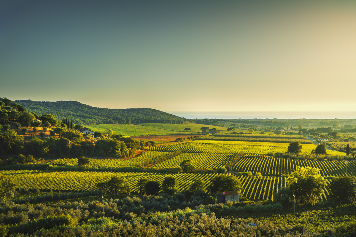 I grandi Sangiovese e Supertuscan: tra terroir unici ed eccellenze toscane