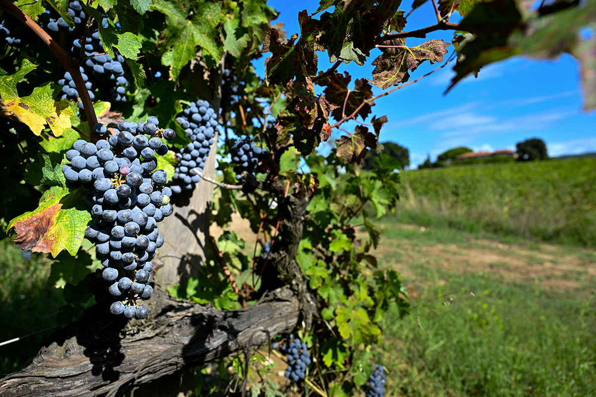 £$L’Italia del vino$£: tre Bolgheri simbolo di eleganza e carattere £$L’Italia del vino$£: tre Bolgheri simbolo di eleganza e carattere