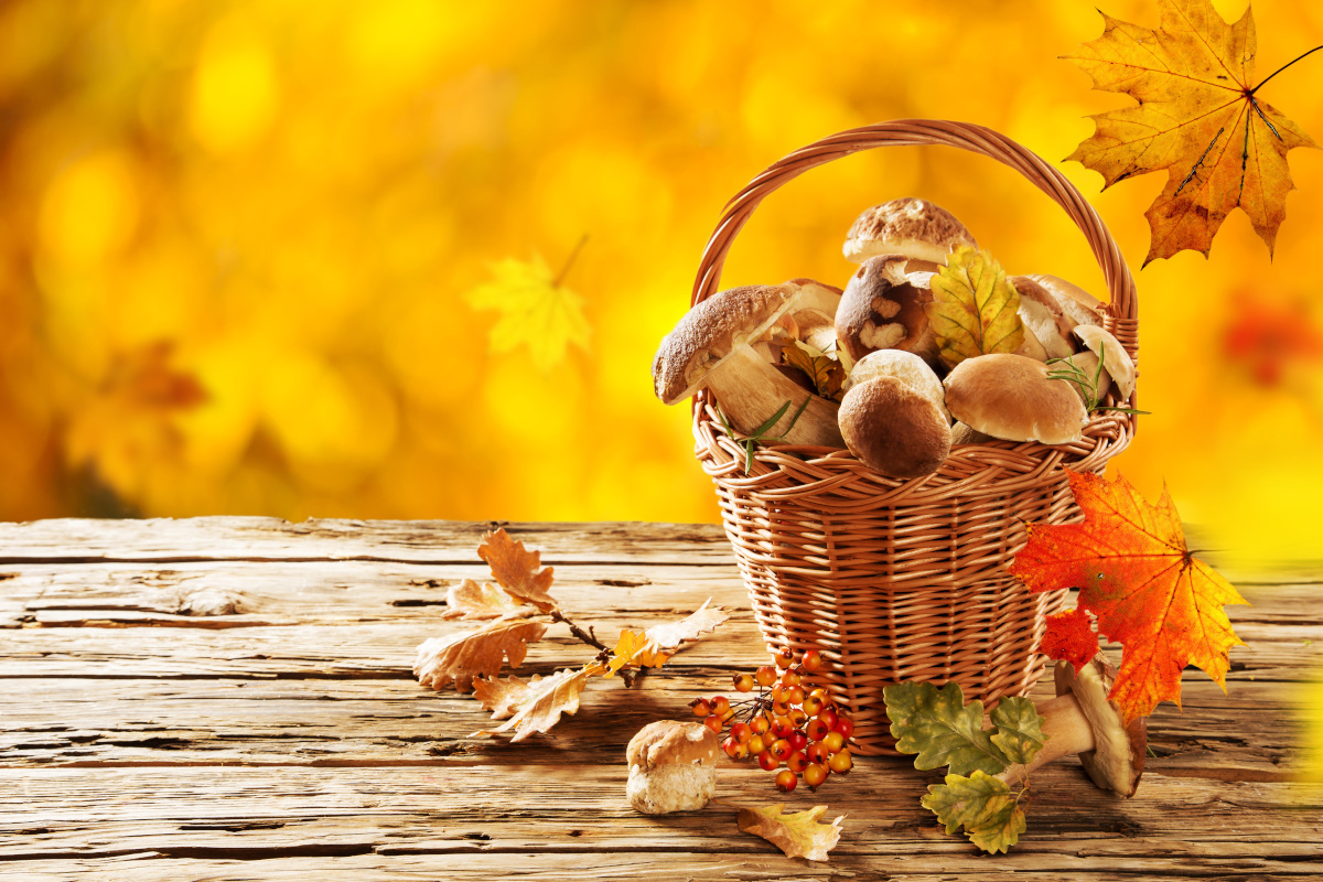 Il bosco nel piatto: come i grandi chef trasformano i funghi in arte